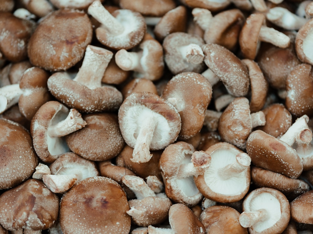 Meriendas saludables con shiitake para niños